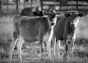 New Zealand and Covid 19 a photo of a couple of dairy cows