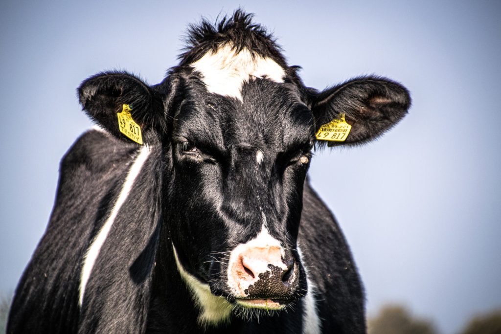 A photo of a dairy cow depicting the uncertainty of the industry after Covid-19